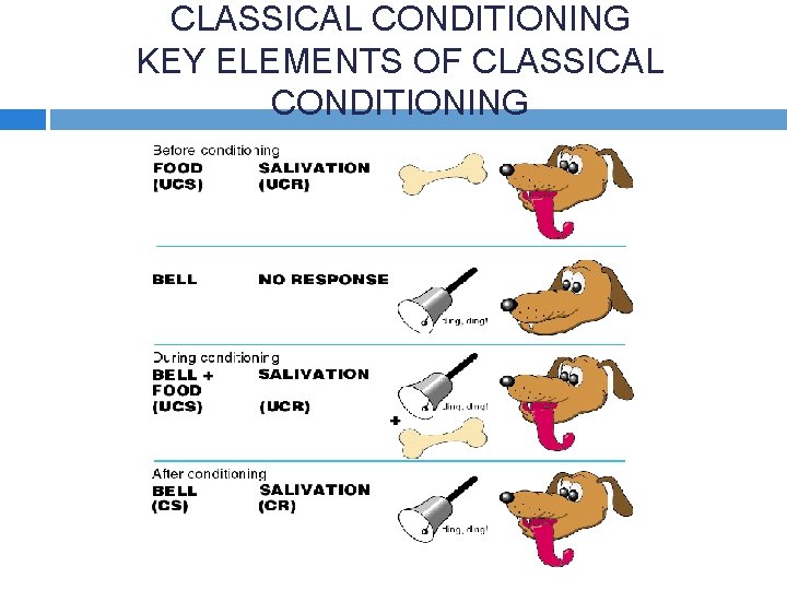 CLASSICAL CONDITIONING KEY ELEMENTS OF CLASSICAL CONDITIONING 