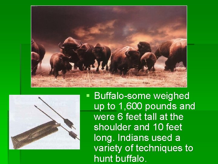 § Buffalo-some weighed up to 1, 600 pounds and were 6 feet tall at