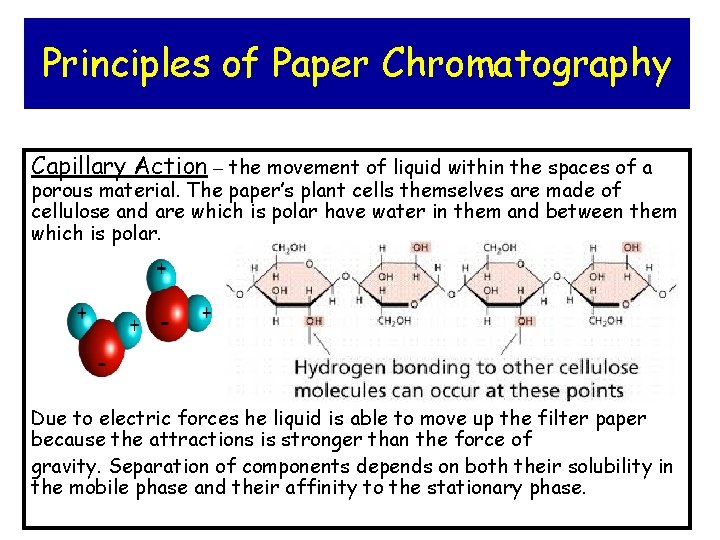 Principles of Paper Chromatography Capillary Action – the movement of liquid within the spaces