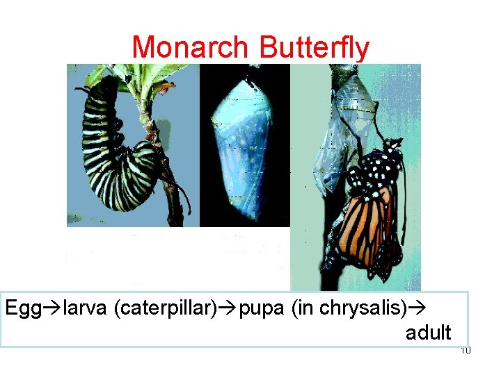 Monarch Butterfly Egg larva (caterpillar) pupa (in chrysalis) adult 10 