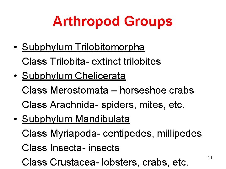 Arthropod Groups • Subphylum Trilobitomorpha Class Trilobita- extinct trilobites • Subphylum Chelicerata Class Merostomata