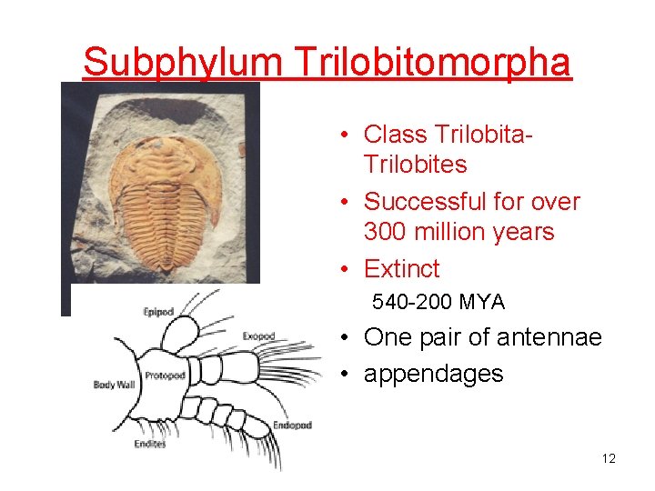 Subphylum Trilobitomorpha • Class Trilobita. Trilobites • Successful for over 300 million years •