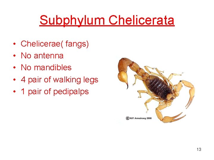 Subphylum Chelicerata • • • Chelicerae( fangs) No antenna No mandibles 4 pair of