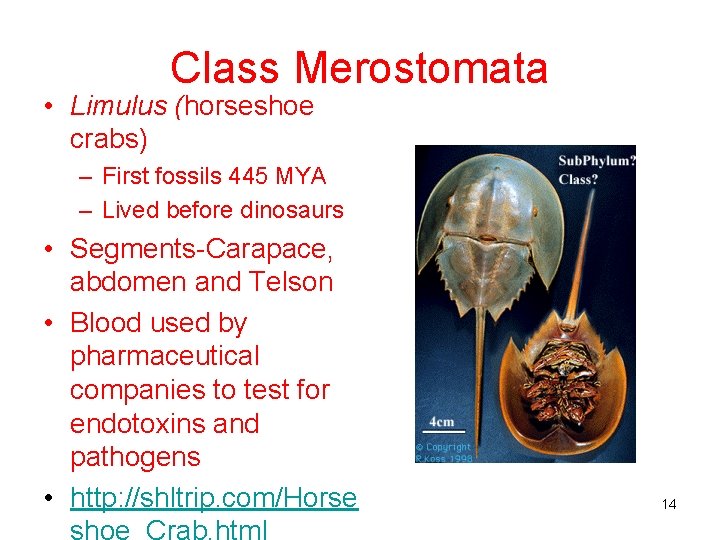 Class Merostomata • Limulus (horseshoe crabs) – First fossils 445 MYA – Lived before