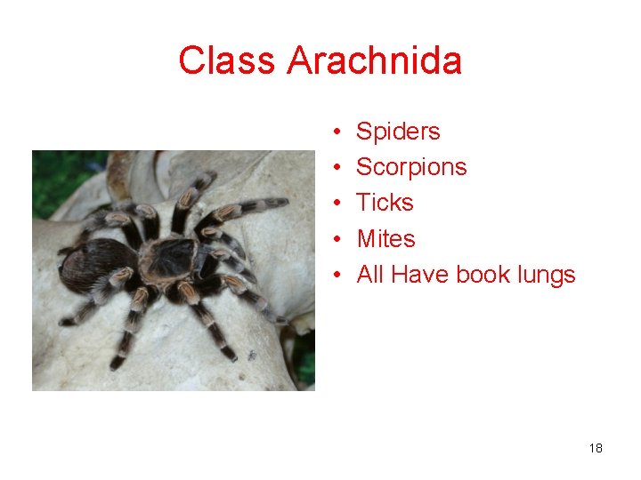 Class Arachnida • • • Spiders Scorpions Ticks Mites All Have book lungs 18