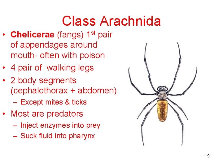 Class Arachnida • Chelicerae (fangs) 1 st pair of appendages around mouth- often with