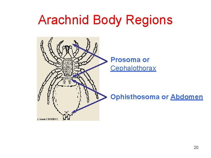 Arachnid Body Regions Prosoma or Cephalothorax Ophisthosoma or Abdomen 20 