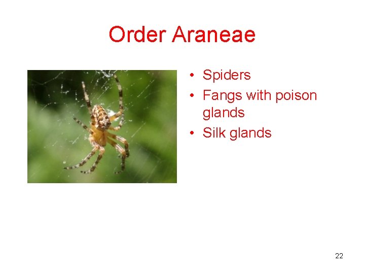 Order Araneae • Spiders • Fangs with poison glands • Silk glands 22 