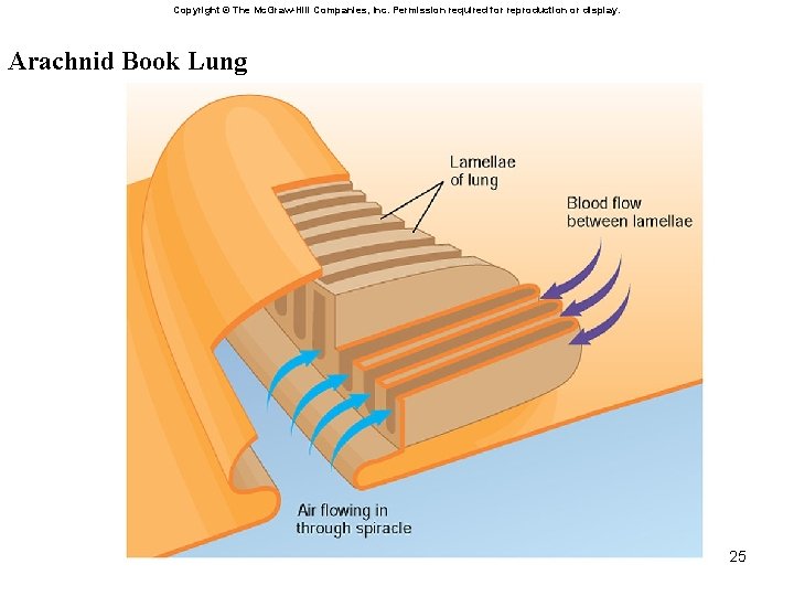 Copyright © The Mc. Graw-Hill Companies, Inc. Permission required for reproduction or display. Arachnid