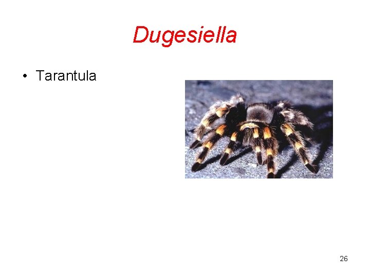 Dugesiella • Tarantula 26 