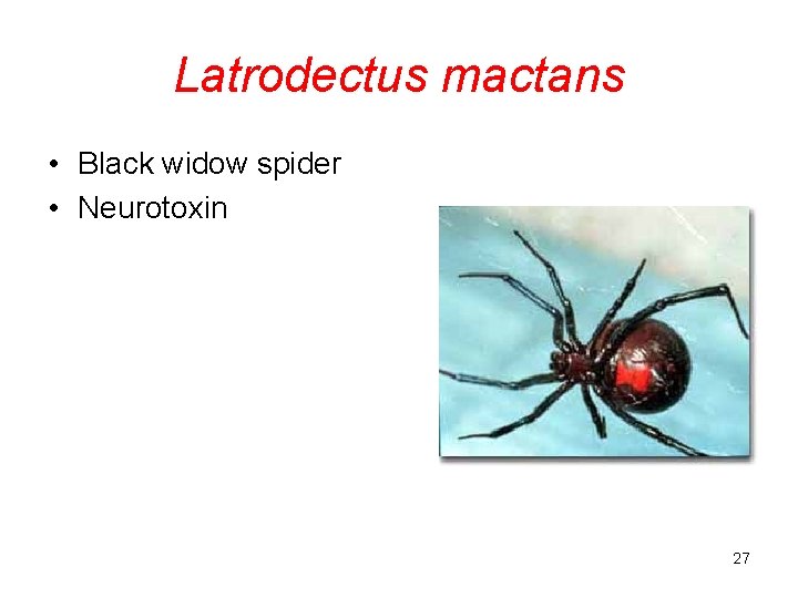 Latrodectus mactans • Black widow spider • Neurotoxin 27 