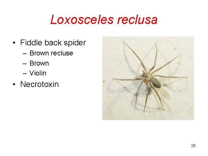 Loxosceles reclusa • Fiddle back spider – Brown recluse – Brown – Violin •