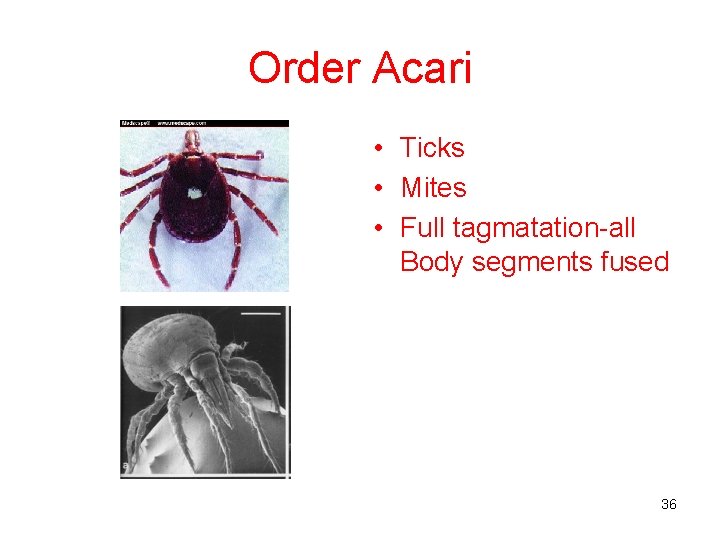 Order Acari • Ticks • Mites • Full tagmatation-all Body segments fused 36 