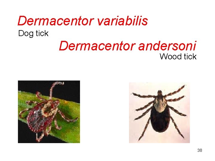 Dermacentor variabilis Dog tick Dermacentor andersoni Wood tick 38 