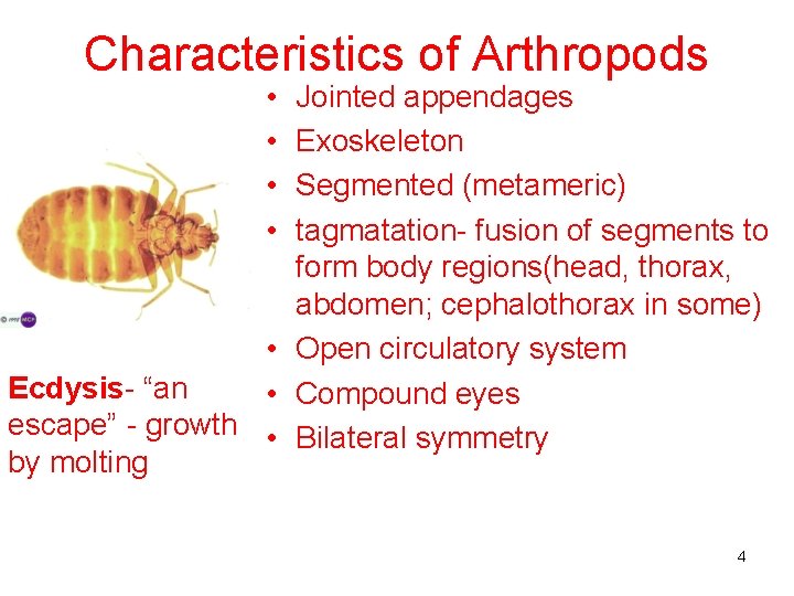 Characteristics of Arthropods • • Jointed appendages Exoskeleton Segmented (metameric) tagmatation- fusion of segments