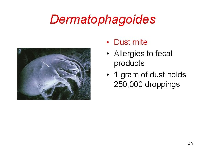 Dermatophagoides • Dust mite • Allergies to fecal products • 1 gram of dust
