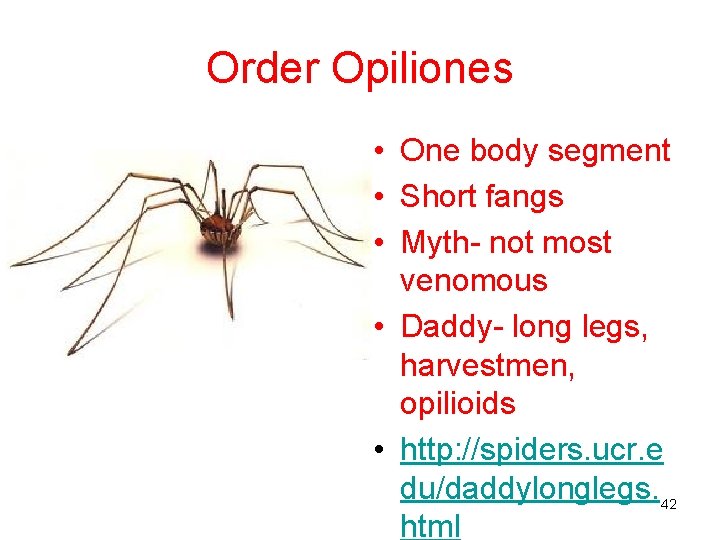 Order Opiliones • One body segment • Short fangs • Myth- not most venomous