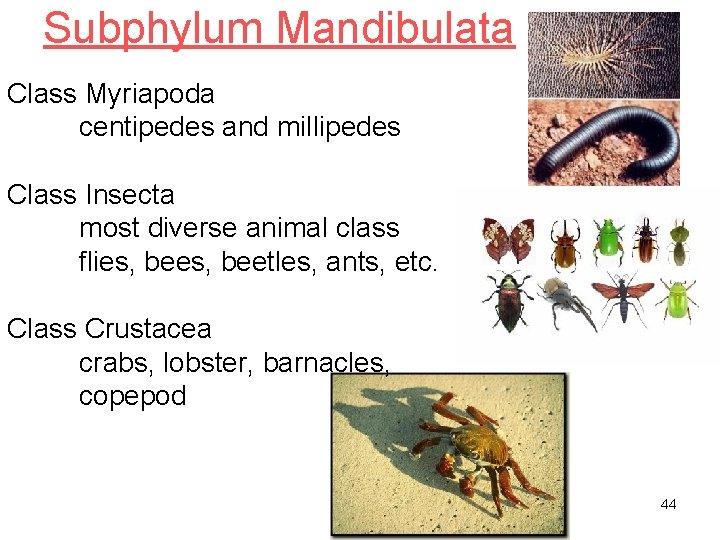 Subphylum Mandibulata Class Myriapoda centipedes and millipedes Class Insecta most diverse animal class flies,