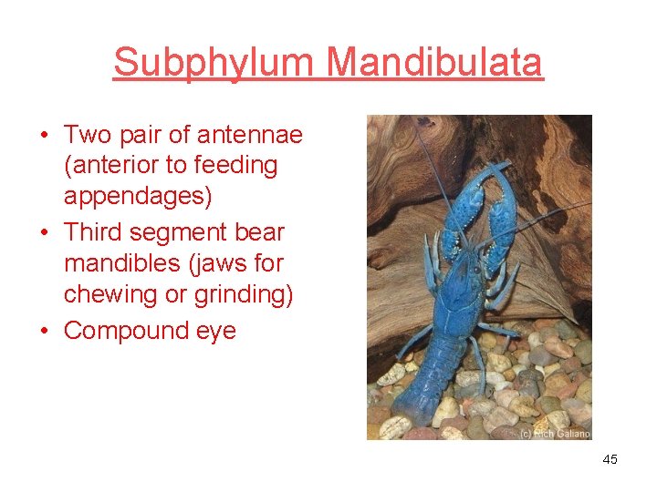 Subphylum Mandibulata • Two pair of antennae (anterior to feeding appendages) • Third segment
