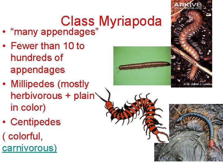 Class Myriapoda • “many appendages” • Fewer than 10 to hundreds of appendages •