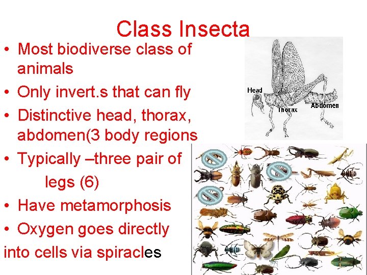 Class Insecta • Most biodiverse class of animals • Only invert. s that can