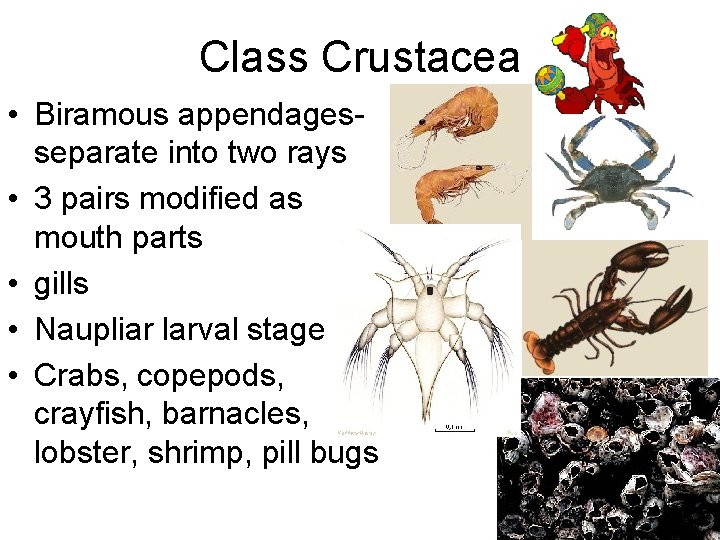 Class Crustacea • Biramous appendagesseparate into two rays • 3 pairs modified as mouth
