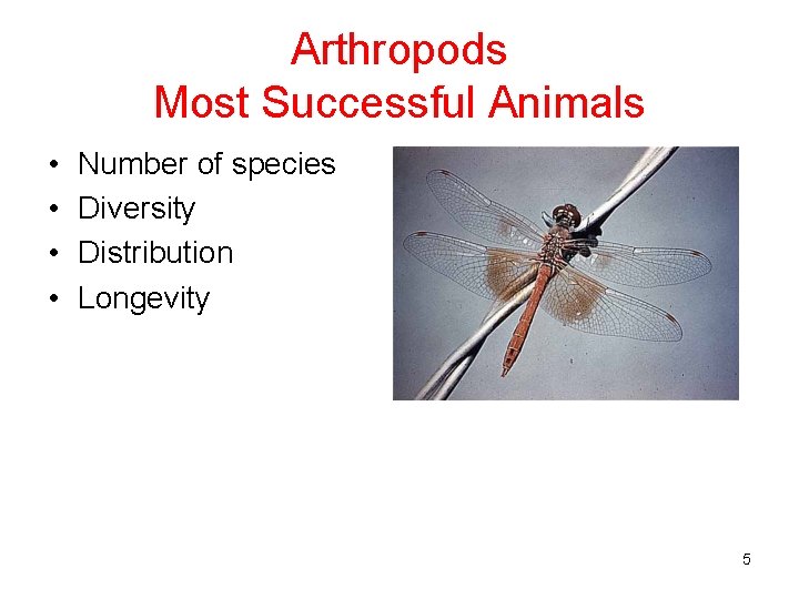 Arthropods Most Successful Animals • • Number of species Diversity Distribution Longevity 5 