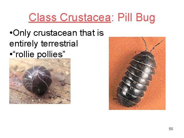 Class Crustacea: Pill Bug • Only crustacean that is entirely terrestrial • “rollie pollies”