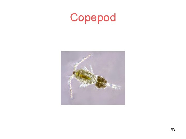 Copepod 53 