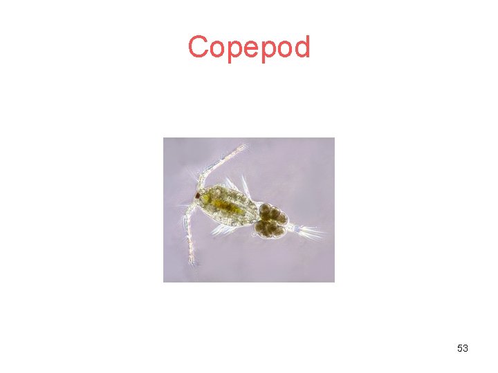 Copepod 53 