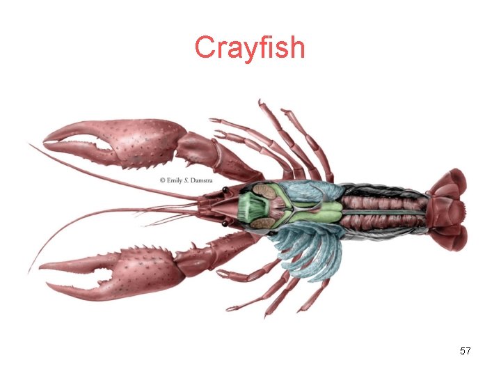 Crayfish 57 