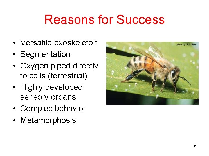 Reasons for Success • Versatile exoskeleton • Segmentation • Oxygen piped directly to cells