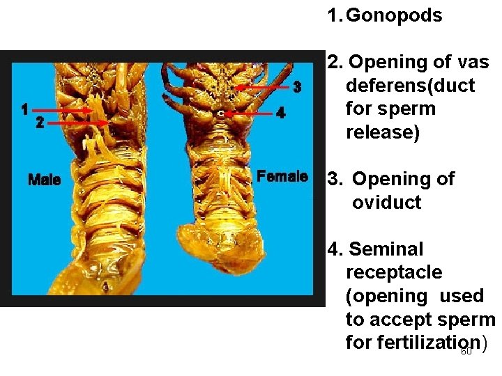 1. Gonopods 2. Opening of vas deferens(duct for sperm release) 3. Opening of oviduct