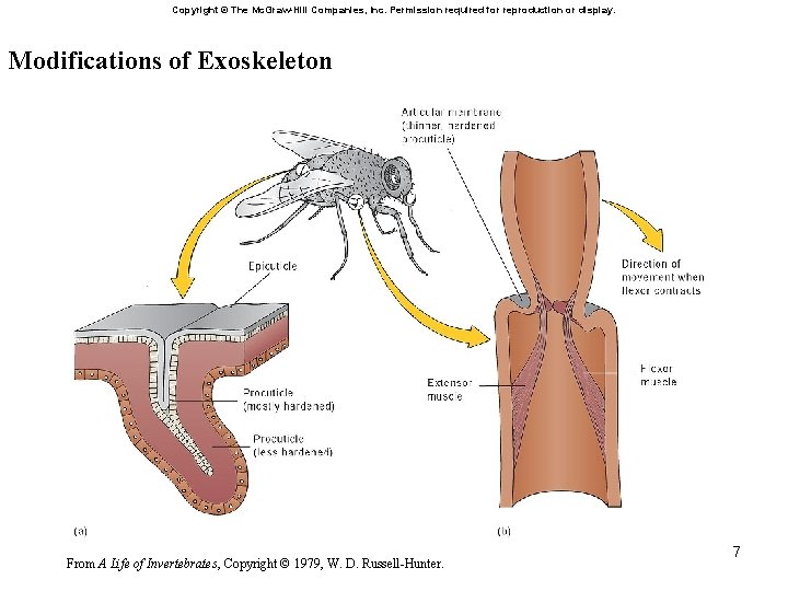 Copyright © The Mc. Graw-Hill Companies, Inc. Permission required for reproduction or display. Modifications
