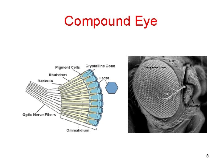 Compound Eye 8 