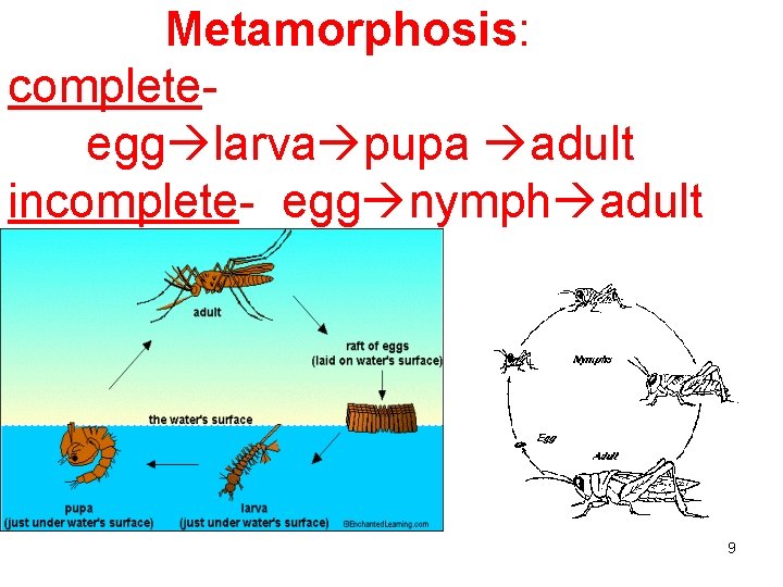 Metamorphosis: completeegg larva pupa adult incomplete- egg nymph adult 9 
