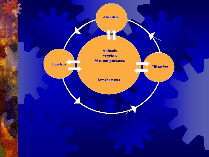 Atmosfera Litosfera Animais Vegetais Microorganismos Hidrosfera Seres humanos 