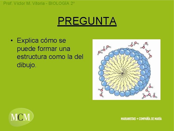 Prof. Víctor M. Vitoria - BIOLOGÍA 2º PREGUNTA • Explica cómo se puede formar