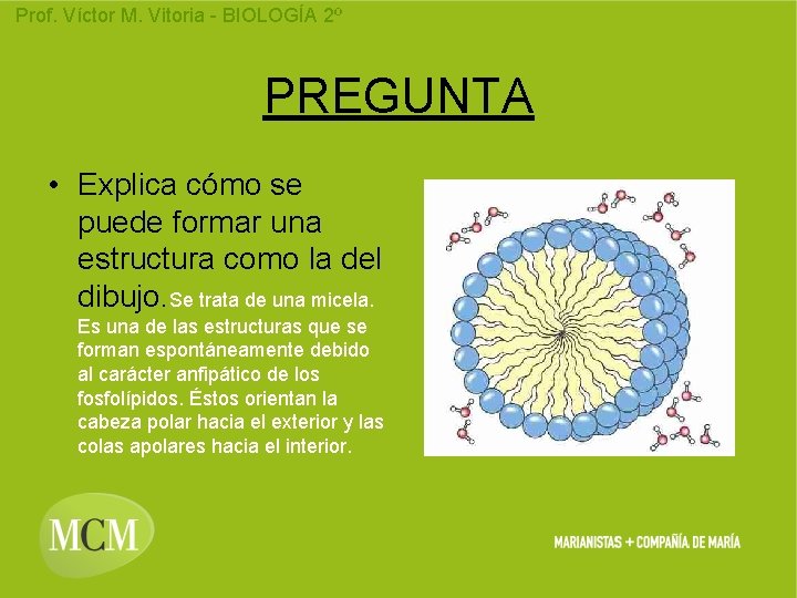 Prof. Víctor M. Vitoria - BIOLOGÍA 2º PREGUNTA • Explica cómo se puede formar