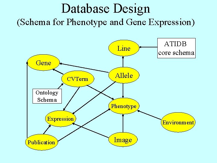 Database Design (Schema for Phenotype and Gene Expression) Line ATIDB core schema Gene CVTerm