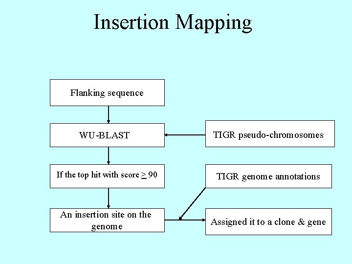 Insertion Mapping Flanking sequence WU-BLAST TIGR pseudo-chromosomes If the top hit with score >