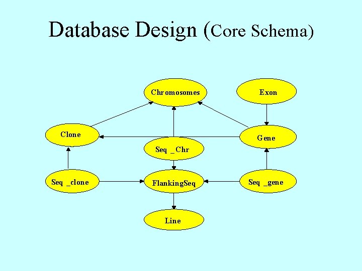 Database Design (Core Schema) Chromosomes Clone Exon Gene Seq _ Chr Seq _clone Flanking.