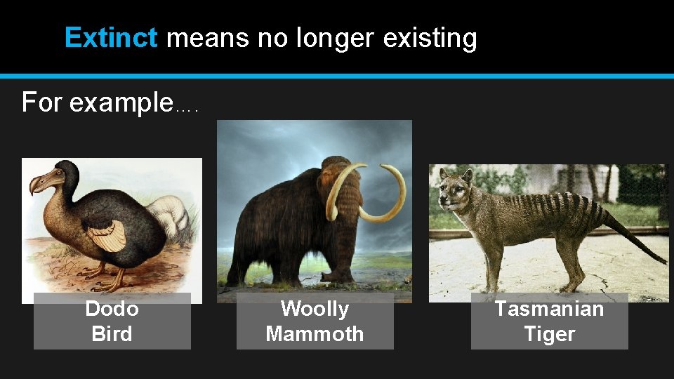 Extinct means no longer existing For example…. Dodo Bird Woolly Mammoth Tasmanian Tiger 