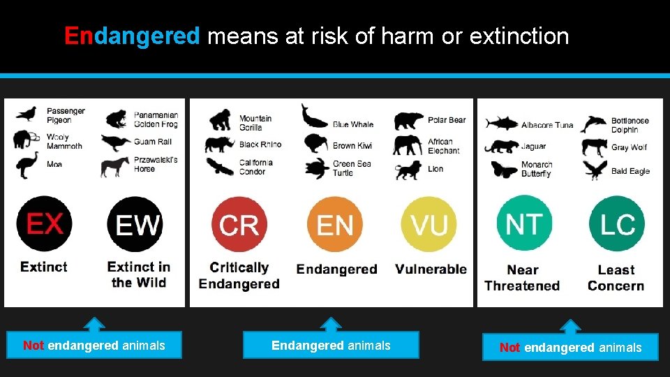 Endangered means at risk of harm or extinction Not endangered animals Endangered animals Not