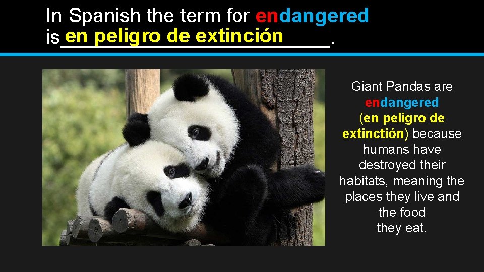 In Spanish the term for endangered en peligro de extinción is____________. Giant Pandas are