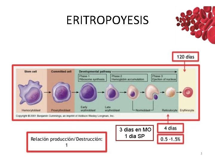 ERITROPOYESIS 3 dias en MO 1 dia SP Dra. Roxana Blanco Villarte 12 