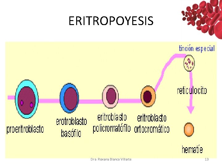 ERITROPOYESIS Dra. Roxana Blanco Villarte 13 