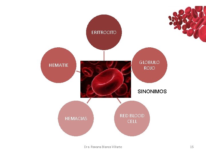 ERITROCITO GLOBULO ROJO HEMATIE SINONIMOS HEMACIAS RED BLOOD CELL Dra. Roxana Blanco Villarte 15