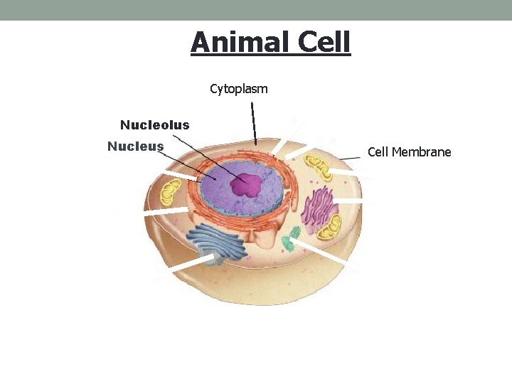 Figure 7 -5 Plant and Animal Cells Animal Cell Section 7 -2 Cytoplasm Nucleolus