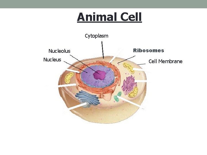 Figure 7 -5 Plant and Animal Cells Animal Cell Section 7 -2 Cytoplasm Nucleolus